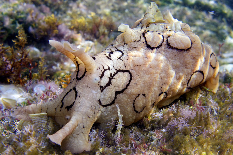 Foto di molluschi da Cipro